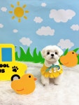 또왕또왕 Dog Salon
