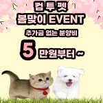 컴투펫 강아지분양 고양이분양 인천본점