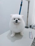 플러플리 FLUFFLY