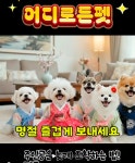 어디로든펫