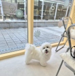 위퍼피 애견미용실