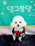 댕그랑댕 애견미용실