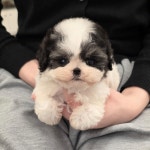 청주강아지분양 고양이분양 퍼피댕 안심입양분양소 청주점