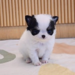 청주강아지분양 고양이분양 퍼피댕 안심입양분양소 청주점