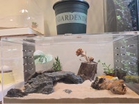 엑조틱렙타일 그루멍프렌즈지점