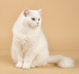 고양이미용 캣살롱 부산영도점