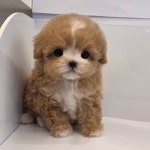 청주강아지분양 고양이분양 퍼피댕 안심입양분양소 청주점