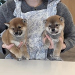 청주강아지분양 고양이분양 퍼피댕 안심입양분양소 청주점