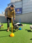 댕겨올개 애견유치원 & 애견호텔