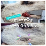 이을동물병원