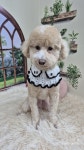 멍