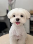 그루밍호찌