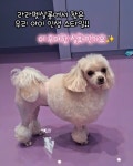 라라 펫살롱