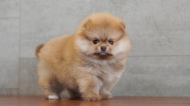 강아지분양 더펫