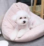 버블독스 가정루원시티점