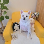 냥이댕이