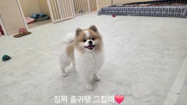 피카디리애견호텔