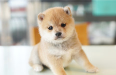 강아지분양 더펫