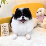 냥이댕이