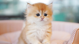 강아지분양 더펫