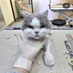 냥이댕이