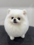 뽀그리독