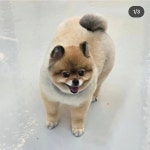 냥이댕이