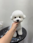 도그룸