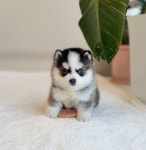 강아지분양 애견입양 아이러브독 천안점