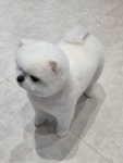 한결강아지미용실