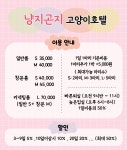 고양이무마취미용 냥지곤지