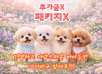 플랜멍 강아지분양 대구본점