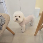 냥이댕이