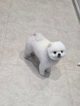 한결강아지미용실
