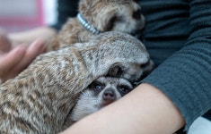 에덴 미어캣프랜즈