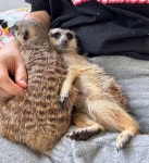 에덴 미어캣프랜즈