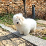 꼬똥사파이어