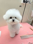 탑클래스펫 판교점