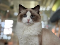 에덴 미어캣프랜즈