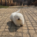 꼬똥사파이어