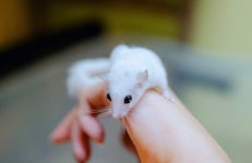 에덴 미어캣프랜즈