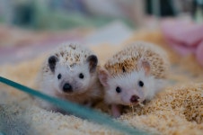 에덴 미어캣프랜즈