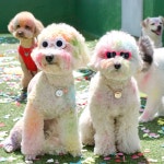 P&M반려견전문유치원 애견유치원 광주본점