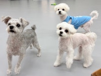 놀라운드애견유치원애견호텔상담센터