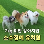 멍그린 향동 애견유치원&애견호텔