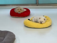 리틀포우 반려견유치원