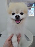 살롱드댕댕