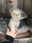내손동물병원