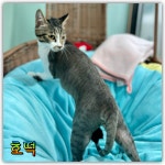 파주고양이미용실