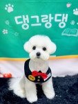 댕그랑댕 애견미용실